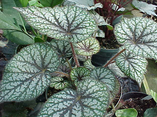 B. ‘Deco Doiley’
